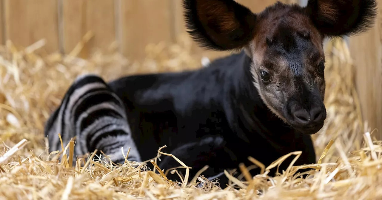 Rare and endangered okapi ‘forest giraffe’ is born at Dublin Zoo