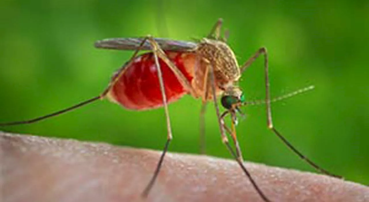 West Nile, l'allerta dell'Iss: «Medici facciano attenzione ai sintomi». Febbre, mal di testa, nausea, vomito,