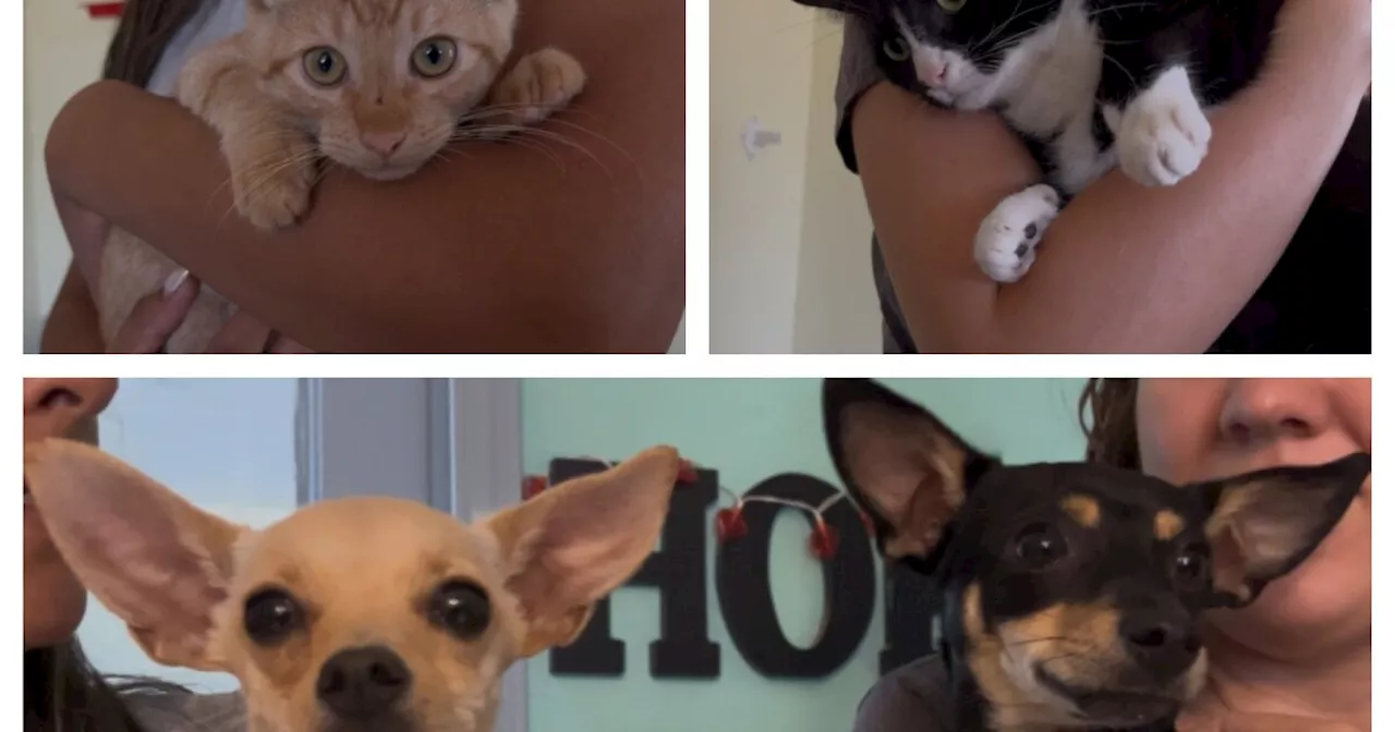 Homeless to hopeful: Pets on Jersey's Journeys at HOPE