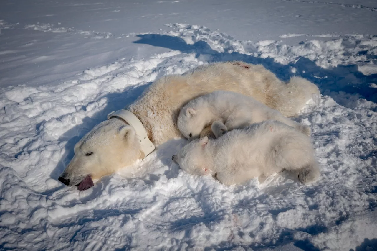 The eye-opening science of close encounters with polar bears: Arctic expedition uncovers diet shifts and pollution risks