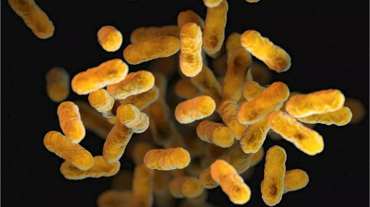 Esiste una connessione diretta tra cervello e batteri dell'intestino