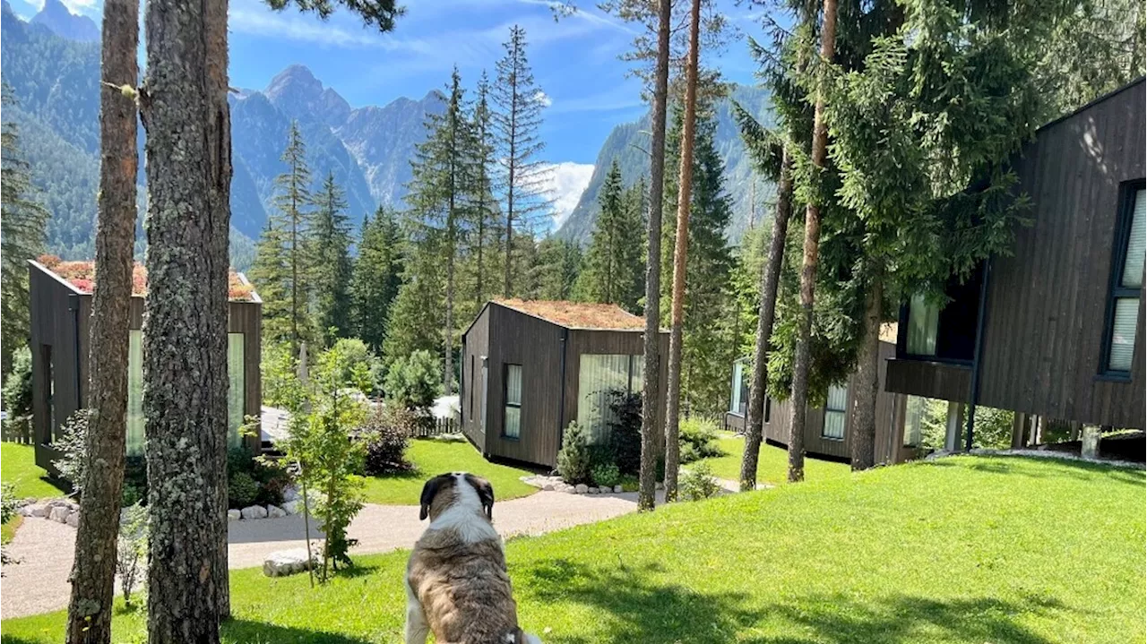 In vacanza con gli amici a quattro zampe