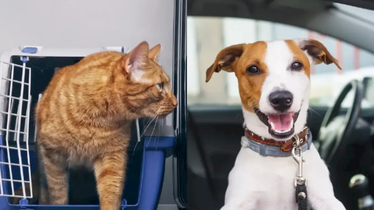 Tras muerte de Maxi en maletero, ¿cuáles son los requisitos que se deben cumplir para llevar un animal en la cabina de un bus?