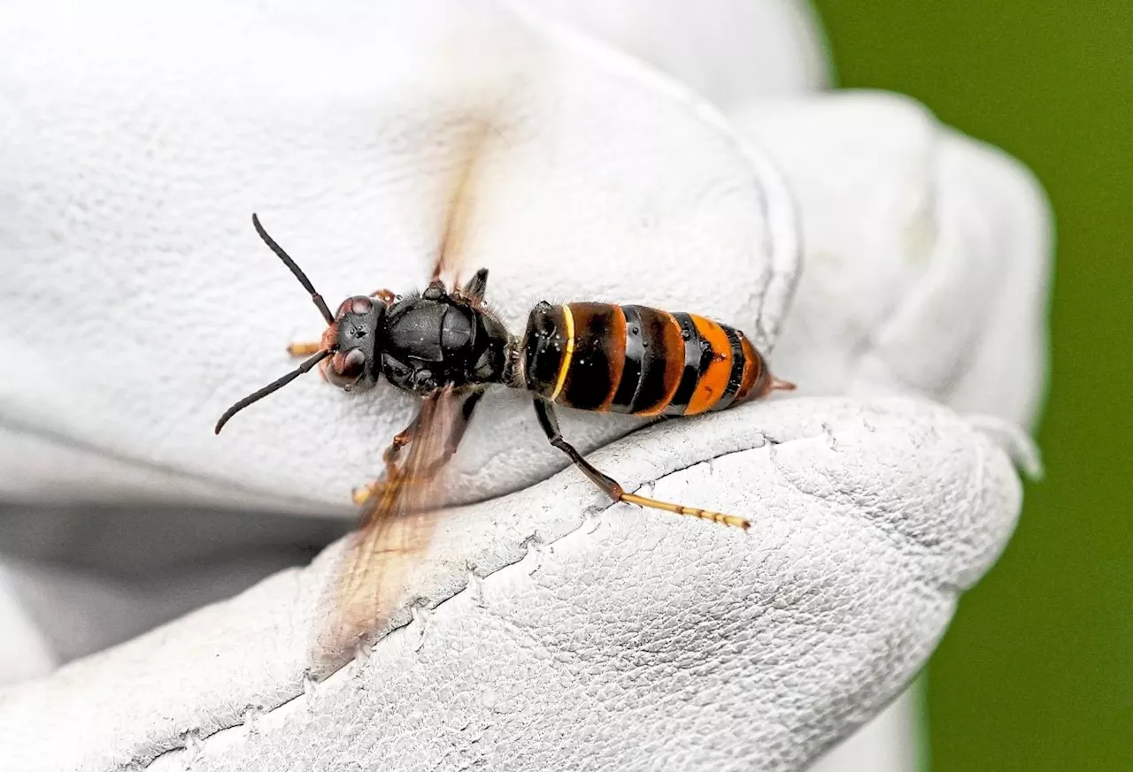 An invasive hornet is devouring bees across Europe, alarming beekeepers