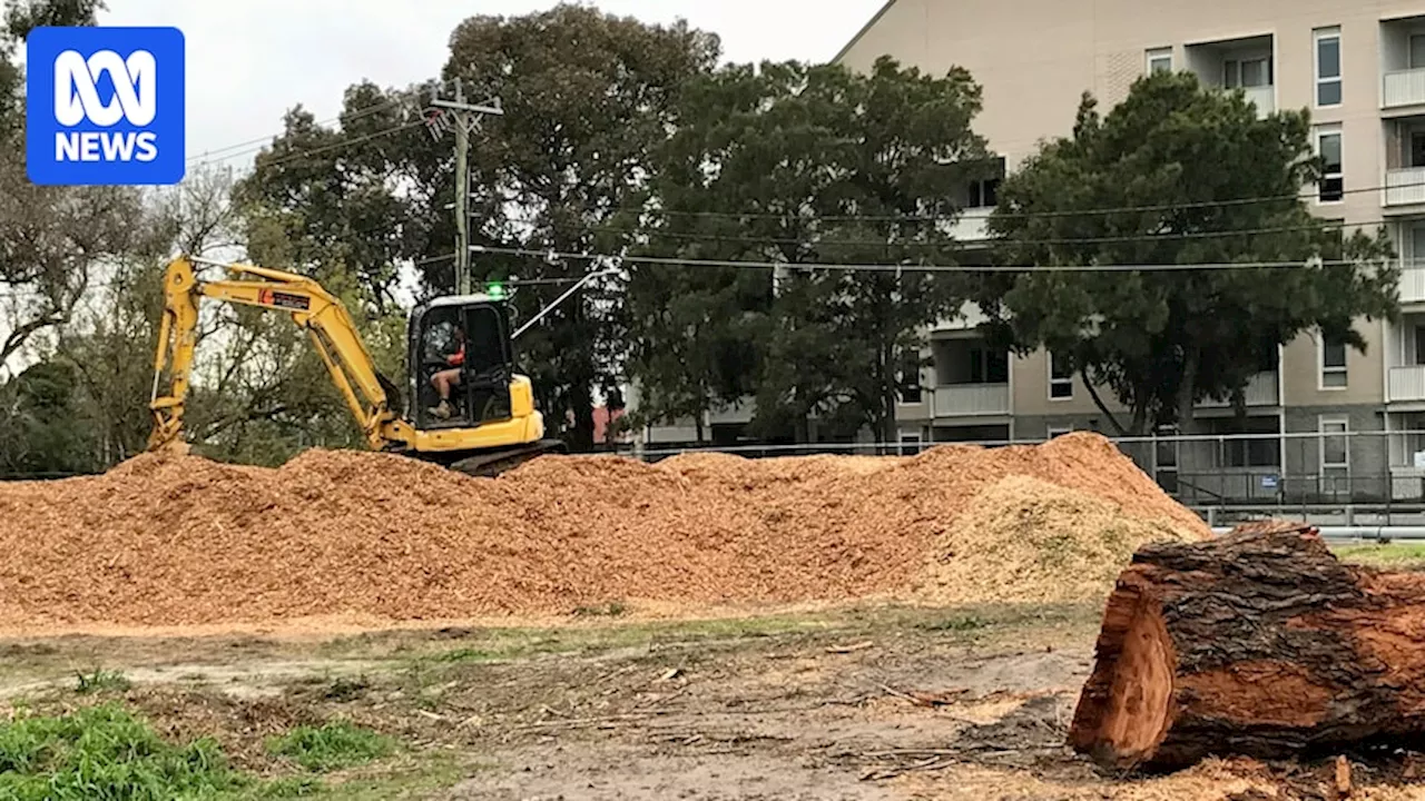As Elsternwick golf course turns into a nature reserve, 'ham-fisted' tree removal concerns residents