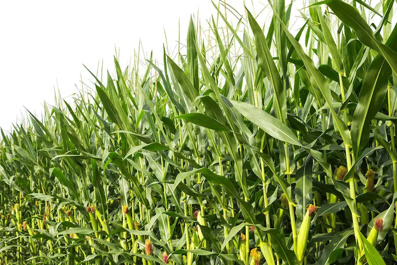 Food Price Cut: Why Nigerian farmers should not cultivate maize, rice