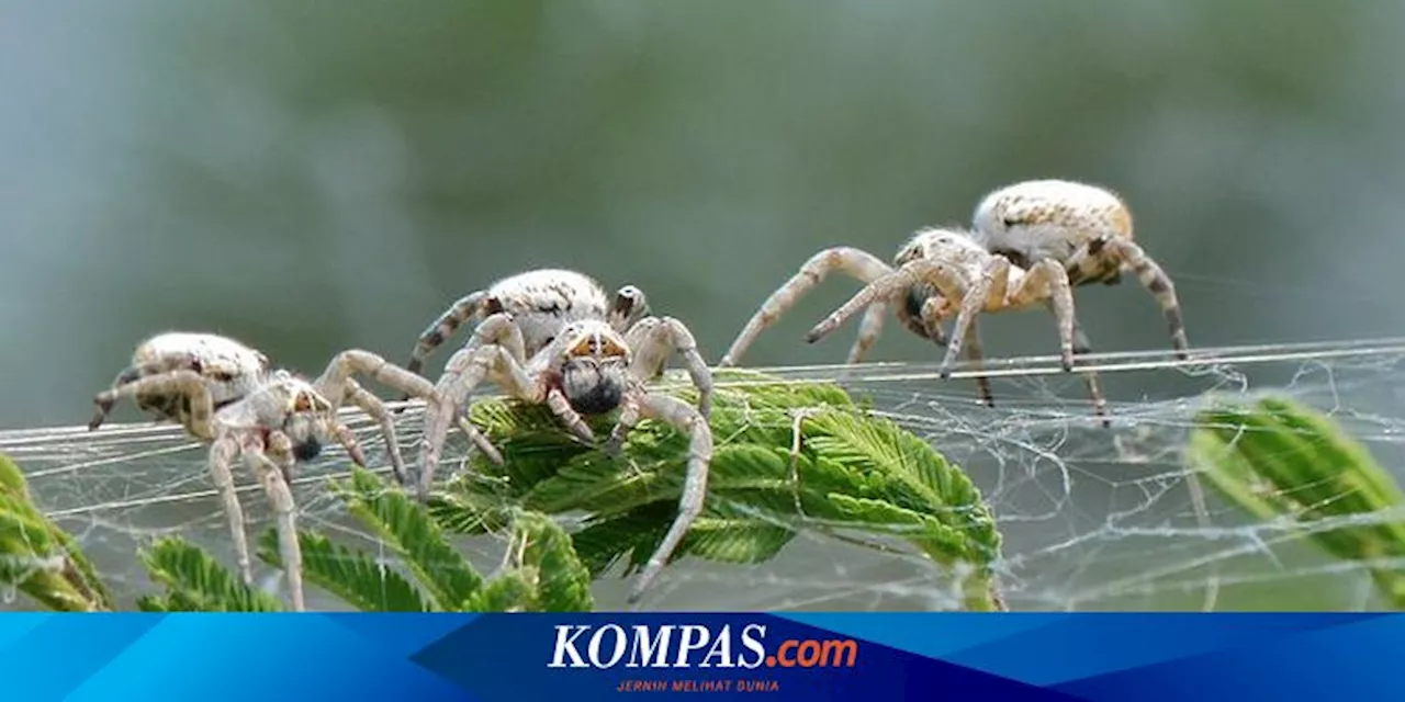 Fosil Kecil Beri Petunjuk Tentang Asal Usul Laba-laba