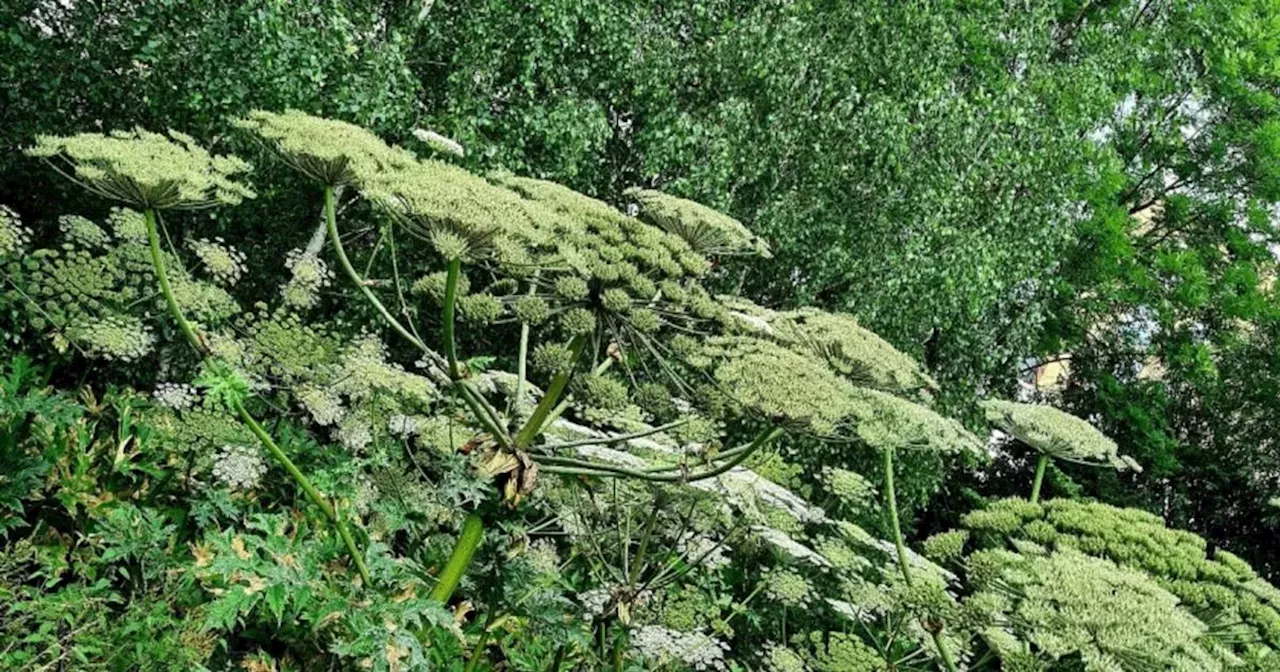 West Lothian residents urged to be vigilant of dangers of Giant hogweed