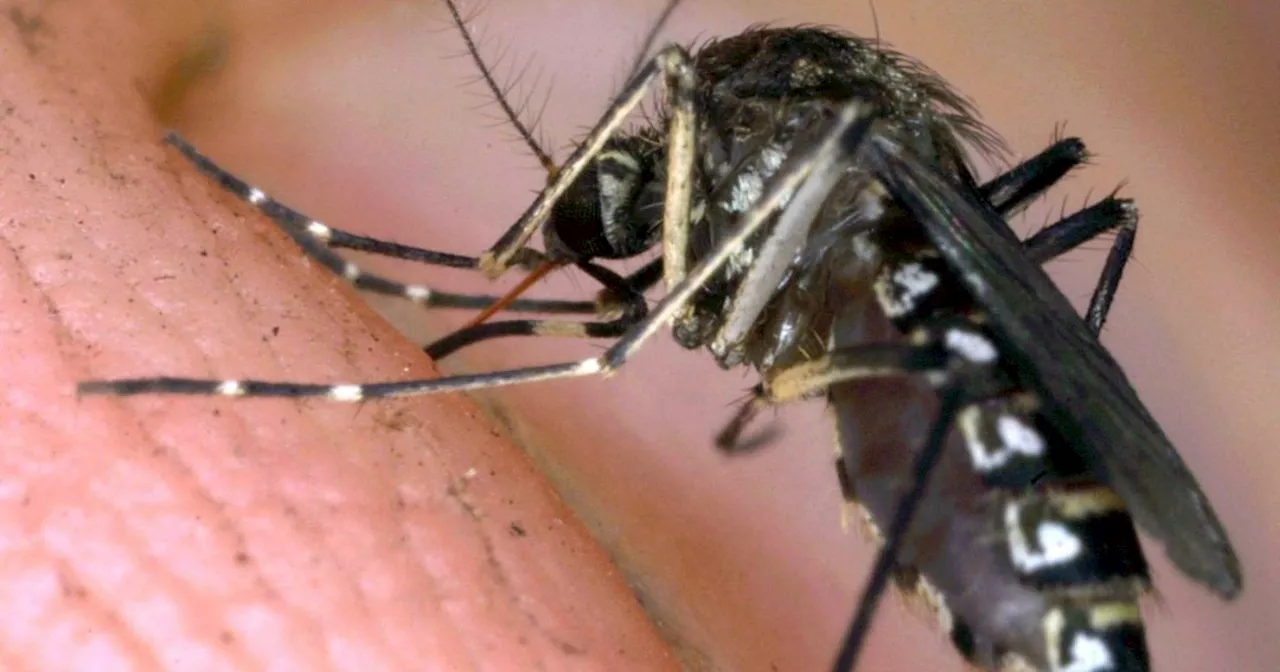 West Nile, sono adesso tre le vittime: due nel Lazio. E c’è il primo morto in Campania