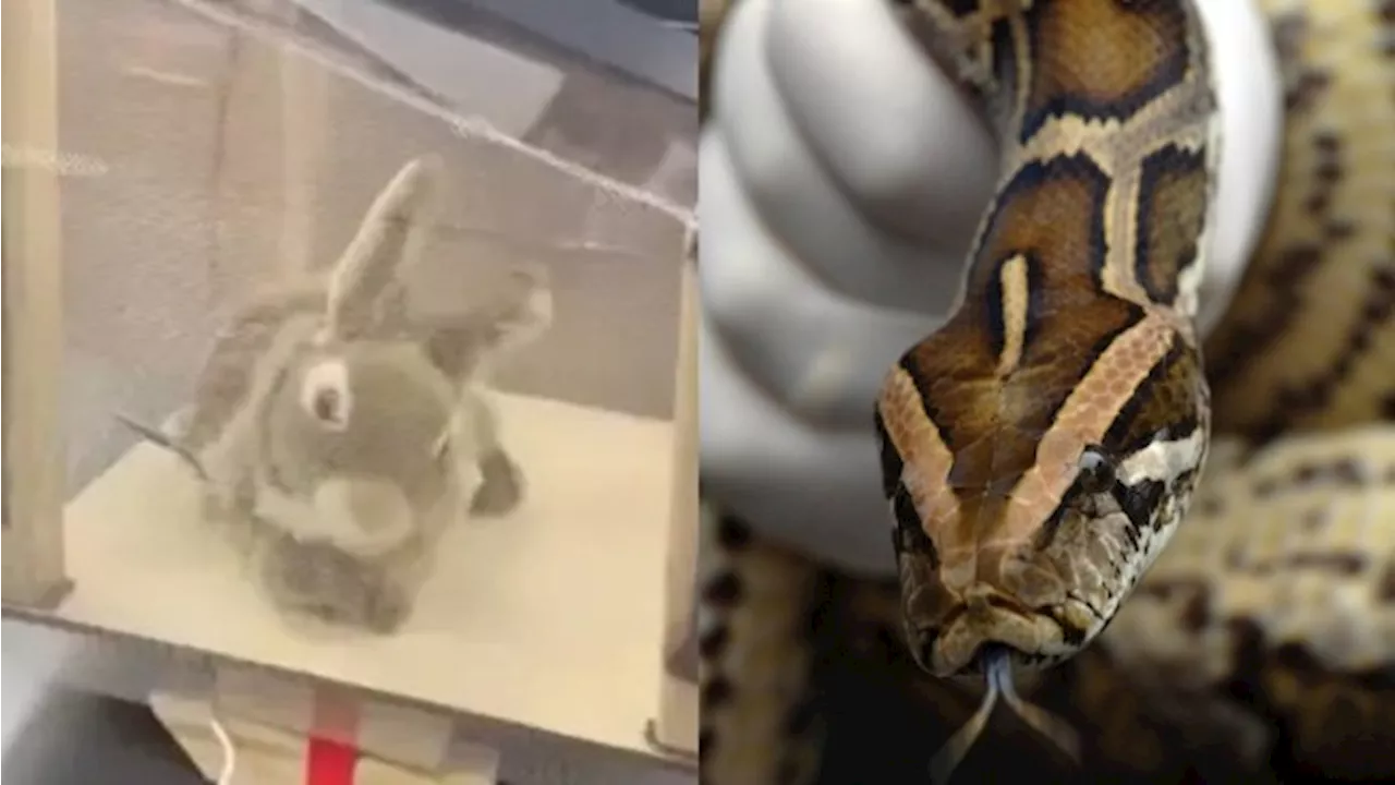 Furry robot rabbits deployed to fight invasive python overpopulation