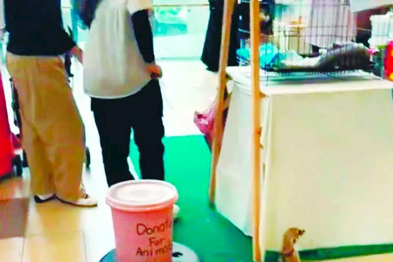 Pop-up zoos condemned for exploitative practices