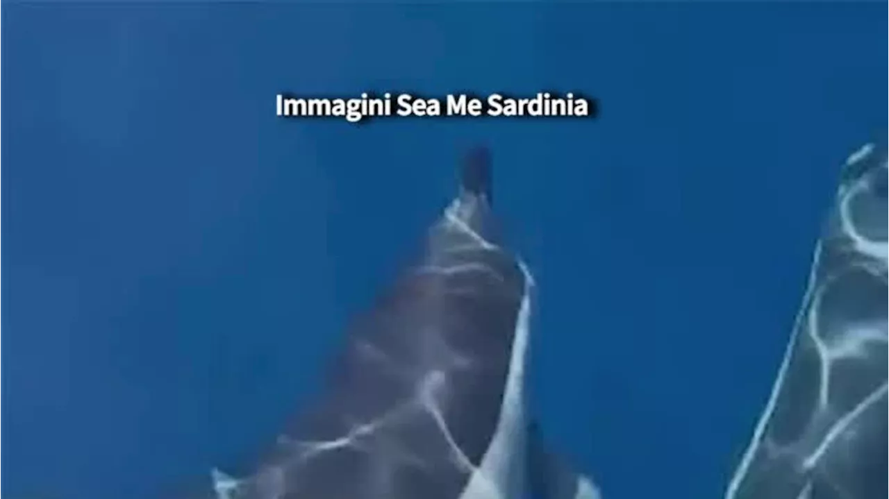 L'eccezionale avvistamento di 70 delfini con i cuccioli nel golfo dell'Asinara