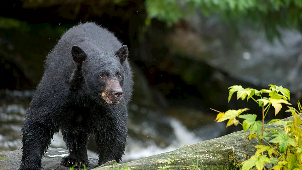 Barron County Black Bear Trapping Operation Concludes After Two Weeks