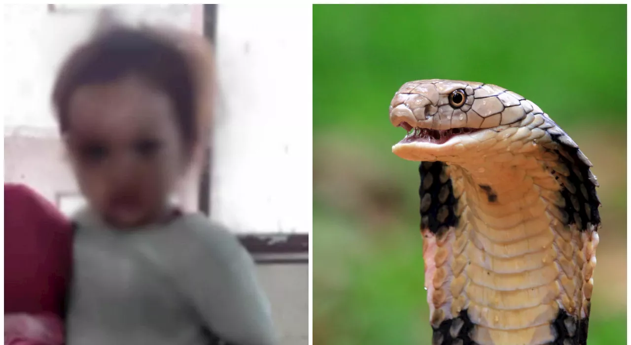 Cobra attacca bambino di due anni, ma lui afferra l'animale, gli morde la testa e lo uccide. I medici: «Siamo increduli, ecco perché si...
