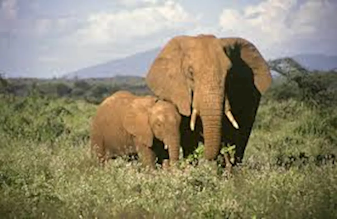 Farmer killed as elephants escape from Ogun State Forest Reserve