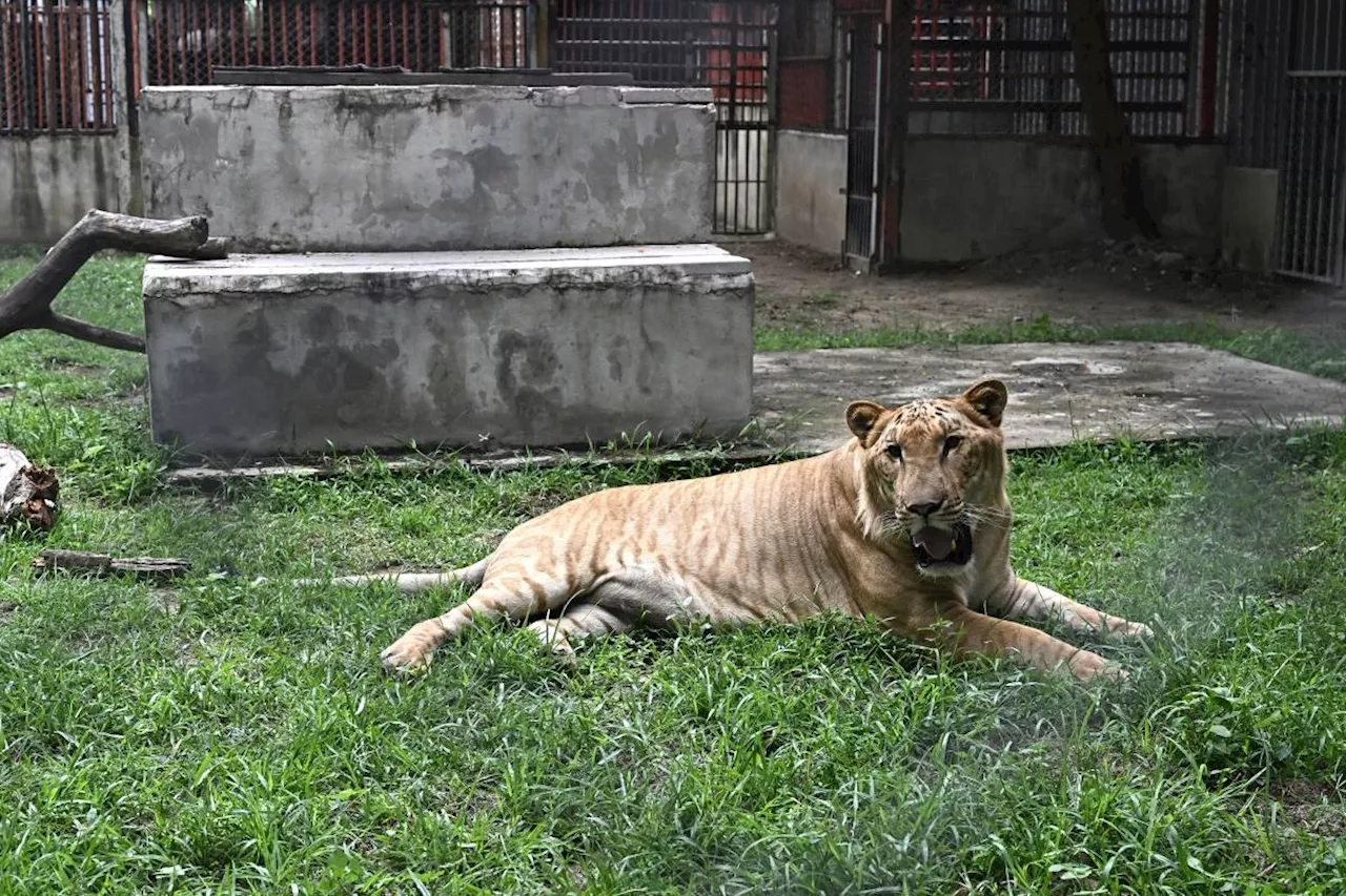 'Absolute madness': Thailand's pet lion problem