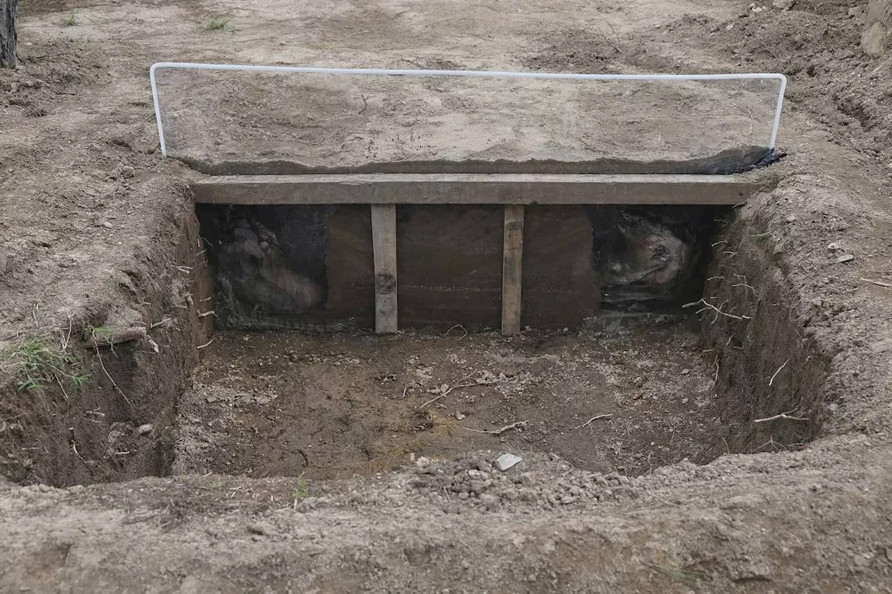 How high-tech tools, and pigs, could help in the search for Mexican drug cartel victims