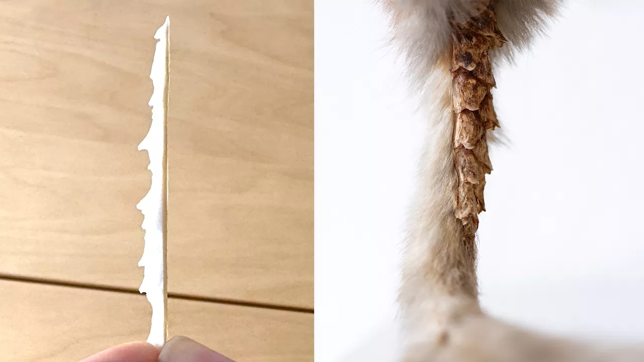 Scientists Take Inspiration from Flying Squirrel Tails to Design Next-Gen Robots