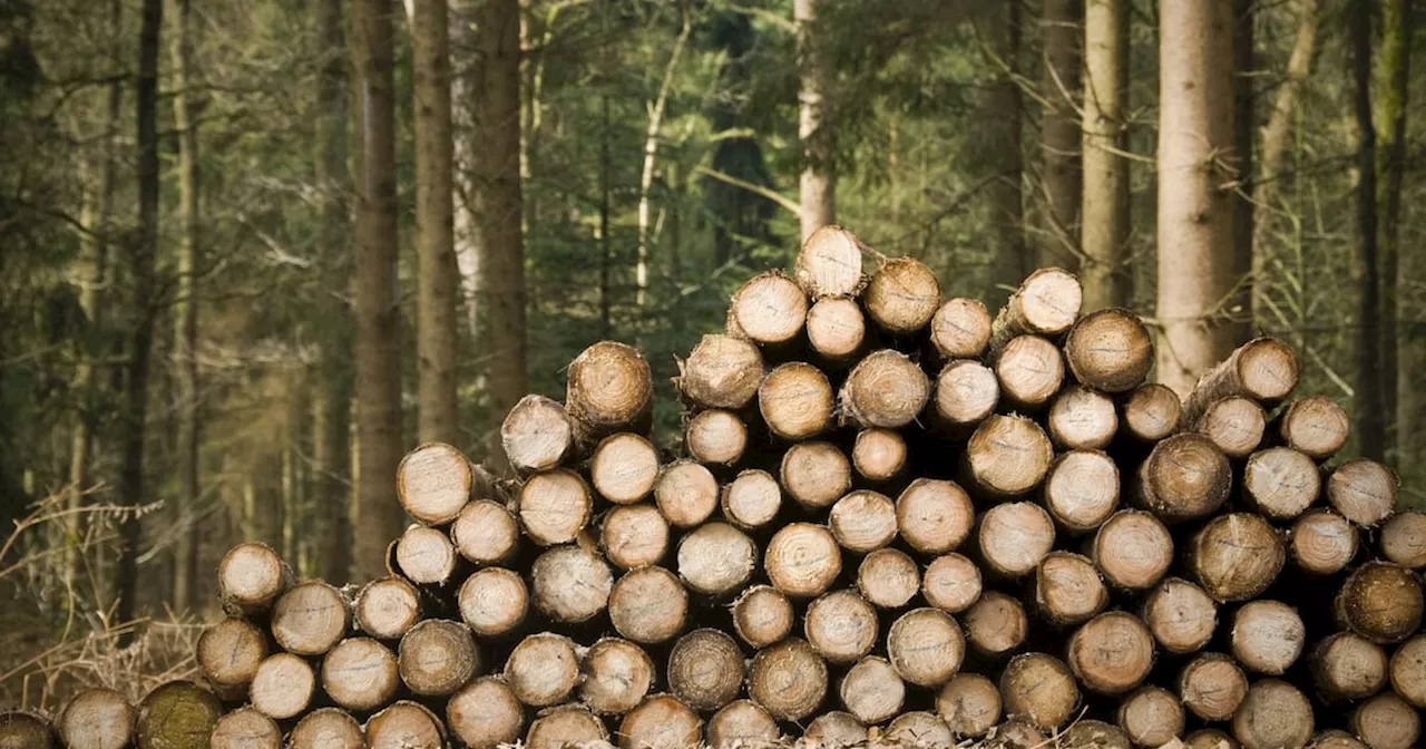 Forest clean-up after Storm Éowyn `not moving fast enough’