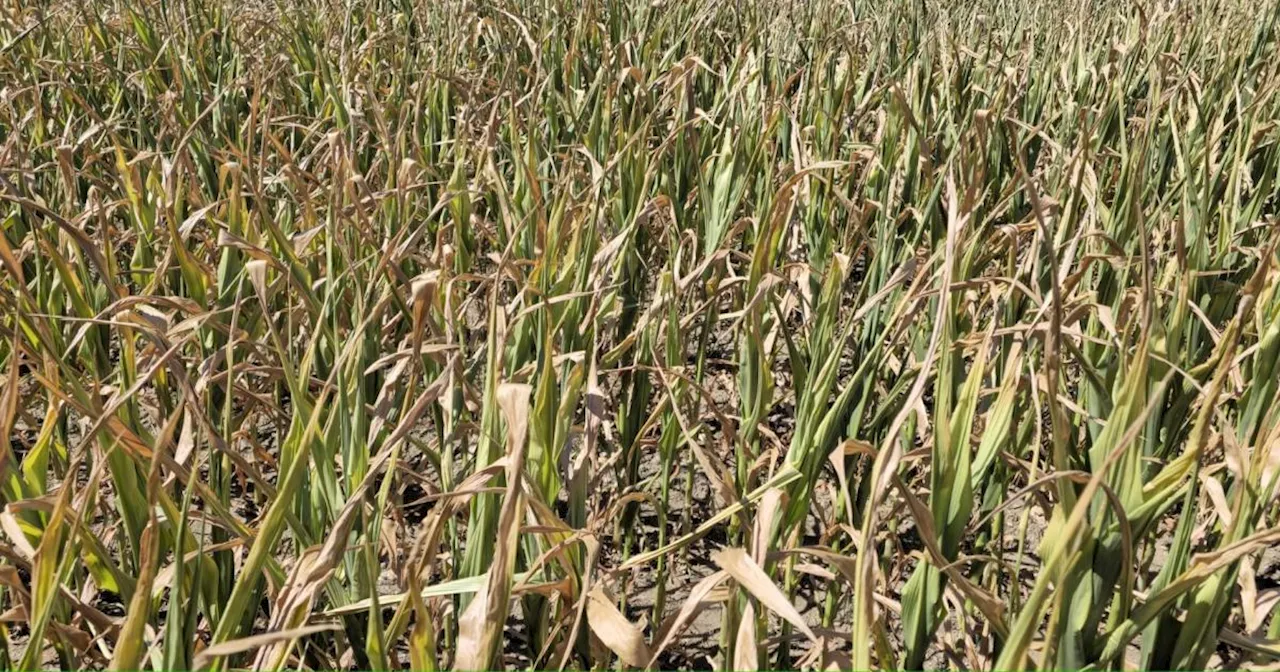 Klimawandel trifft Kärntens Landwirte: Ernteausfälle wegen Hitze