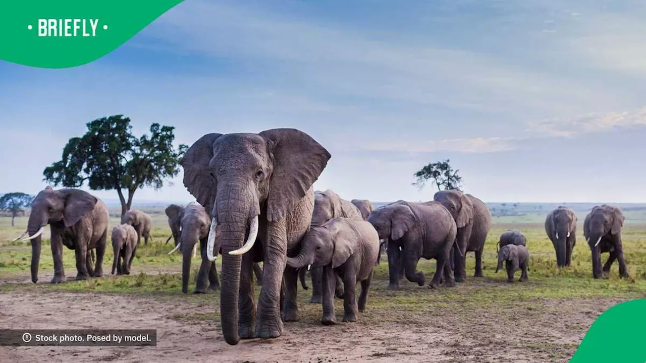 South Africans Horrified After Elephants Trample SANDF Soldiers in Limpopo While Patrolling