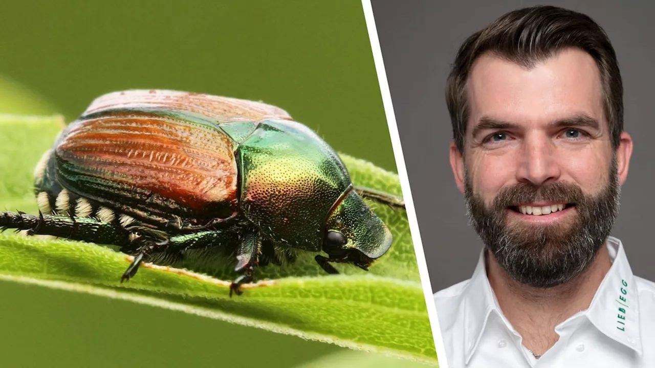 Japankäfer-Pufferzone im Aargau: Experte erklärt, was für Gartenbesitzer gilt