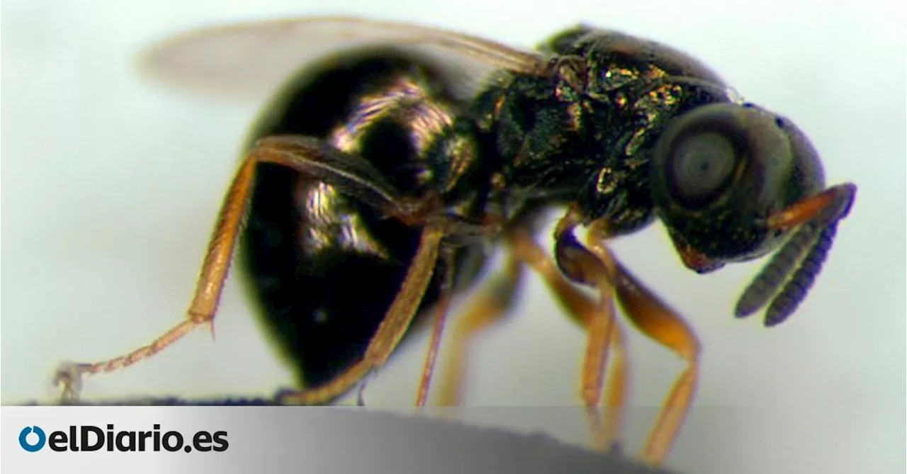 El hito de las avispas joya: son capaces de ralentizar su ritmo biológico de envejecimiento