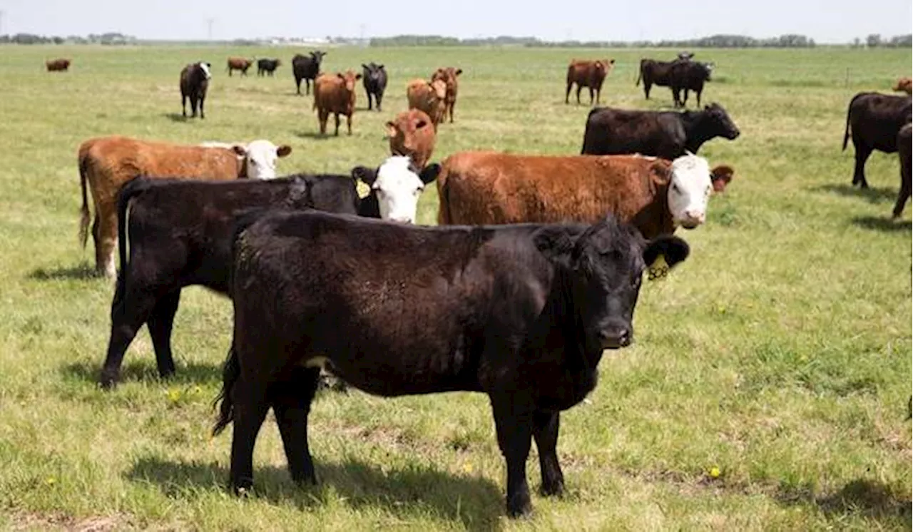 Canada to start sending beef to Australia for 1st time in 20-plus years