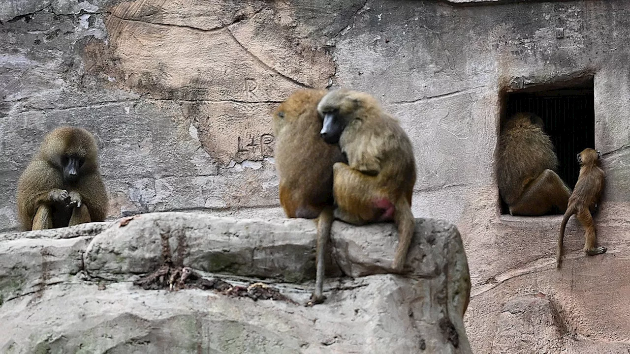  Pavian-Mord im Zoo – weitere Tötungen angekündigt