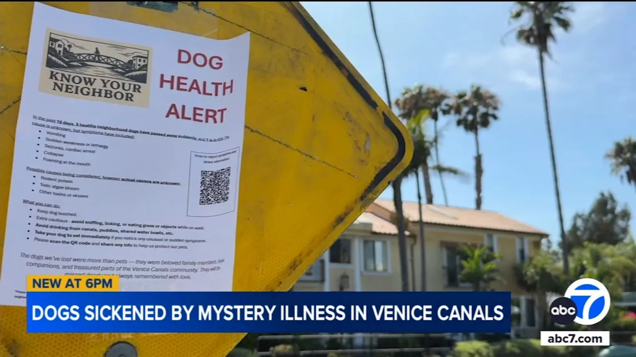 Dogs sickened by mystery illness after walks around Venice Canals