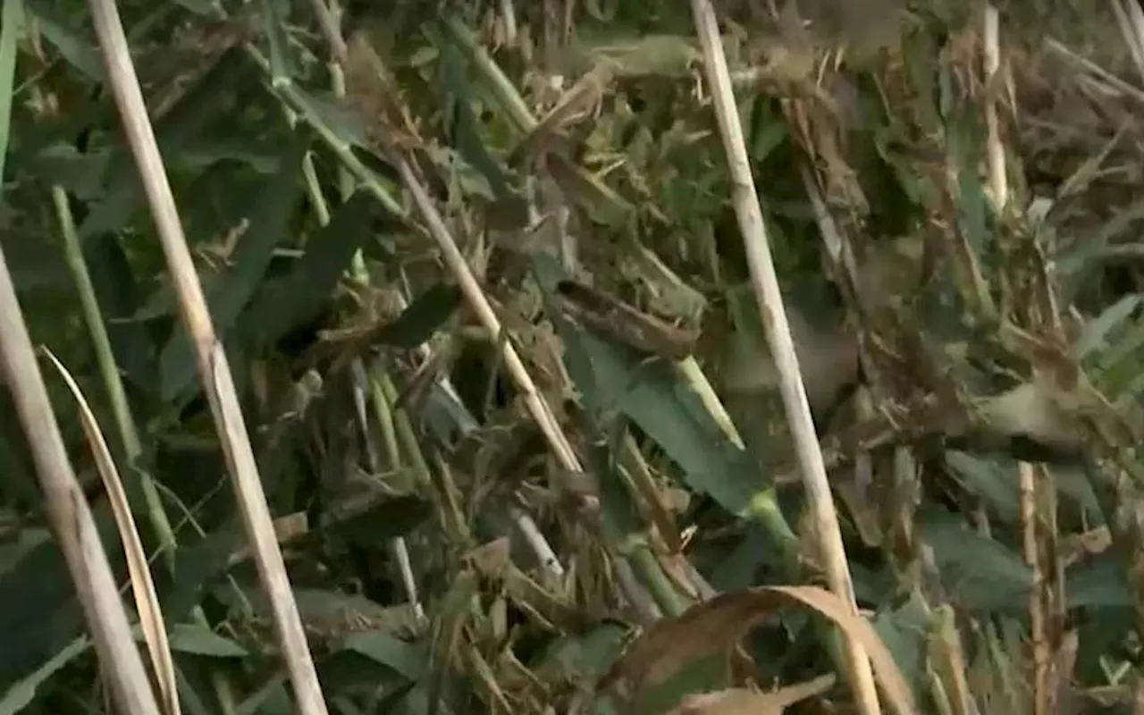 Locusts spread in Ukraine’s south as war disrupts control measures