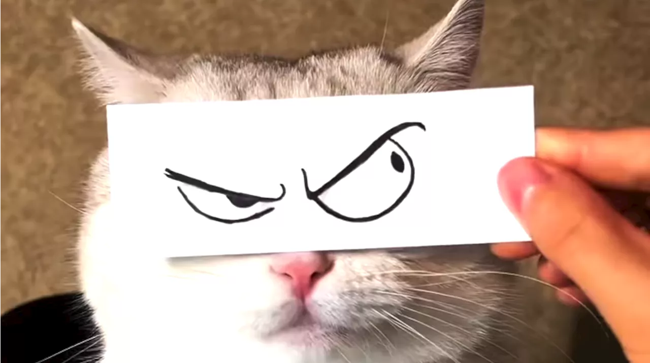 Best Bets: Jurassic Quest, Akira Kurosawa, and Cat Video Fest