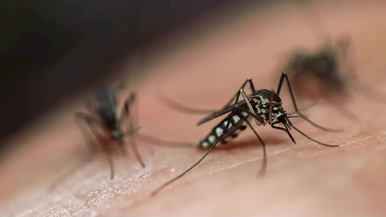 Zanzare e virus: cosa c’è da sapere sulle specie che vivono anche in Italia