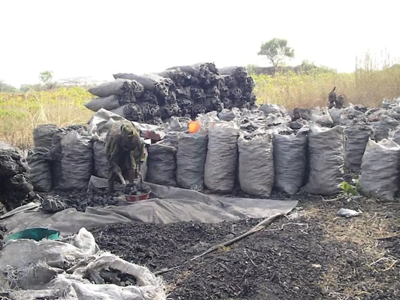 Stakeholders: Nigeria losing 1.5m trees daily to booming charcoal trade
