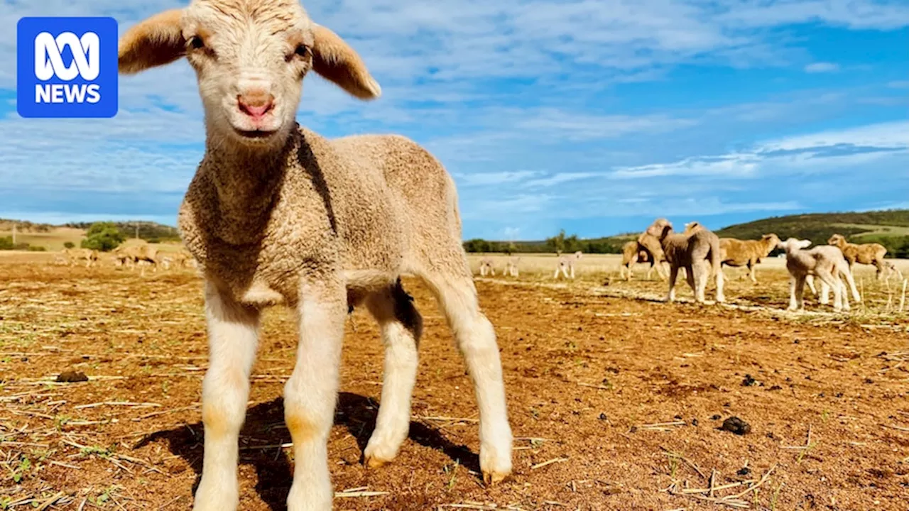 Sheep industry criticises 'unfair' portrayal of mulesing in drama North Shore on Netflix