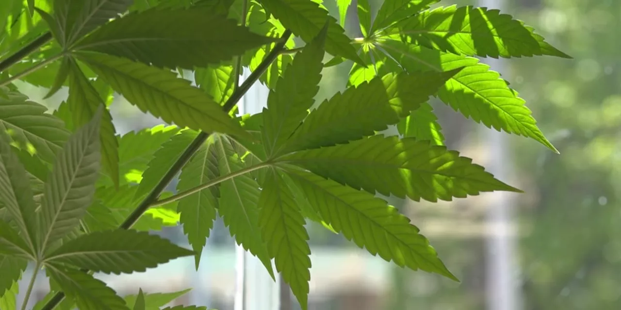 New hemp law in Alabama is stirring up confusion among users, shop owners