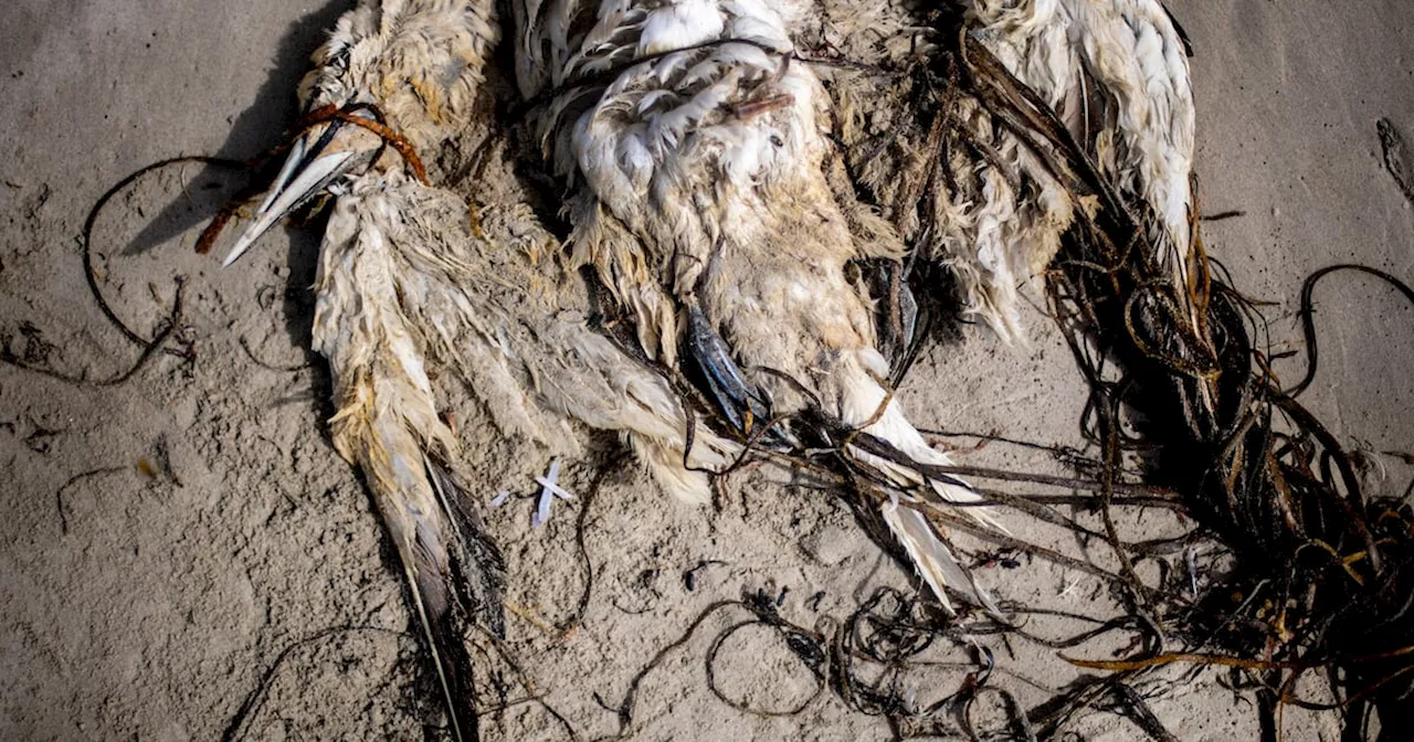 Avian flu detected in groups of sea birds washing up along west coast of Ireland