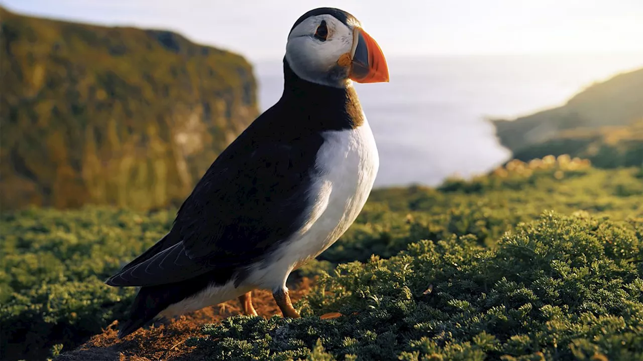  Government urged to protect seabirds' breeding sites