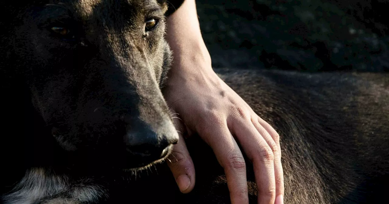 Why dog-human relationships rival human bonds.