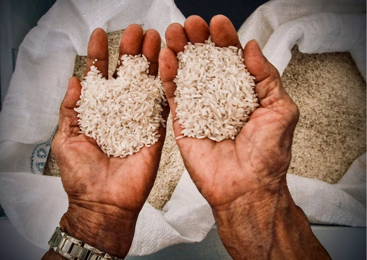 New zinc-rich rice varieties unveiled in Negros Occidental vs malnutrition