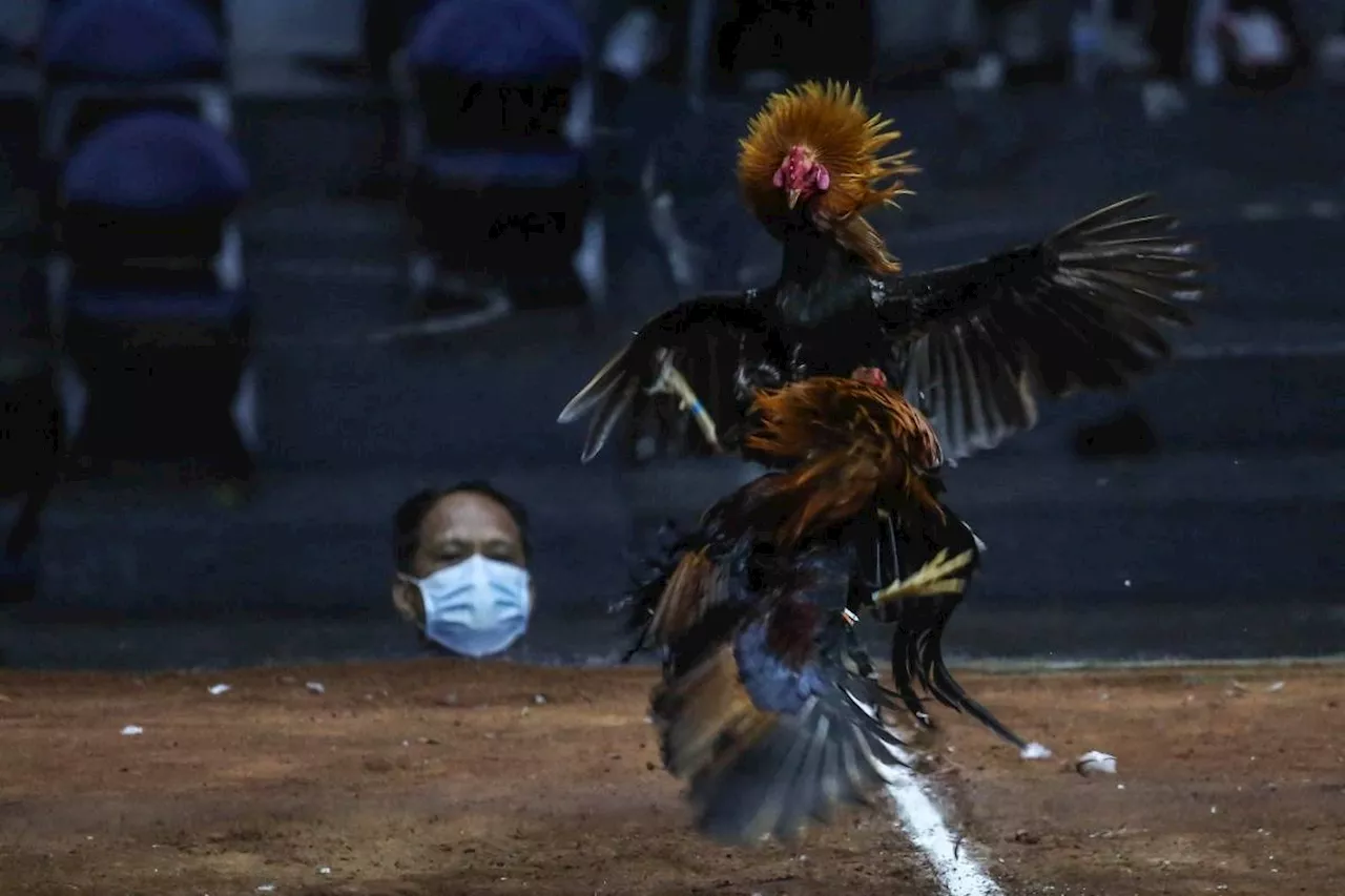 Philippines asks Japan's help searching lake for missing cockfighters