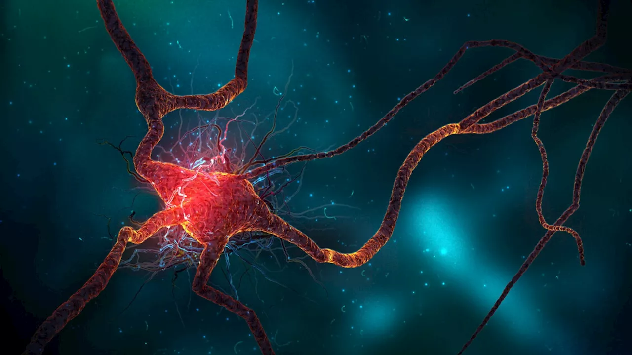 Cervello, i neuroni continuano a formarsi anche in età avanzata