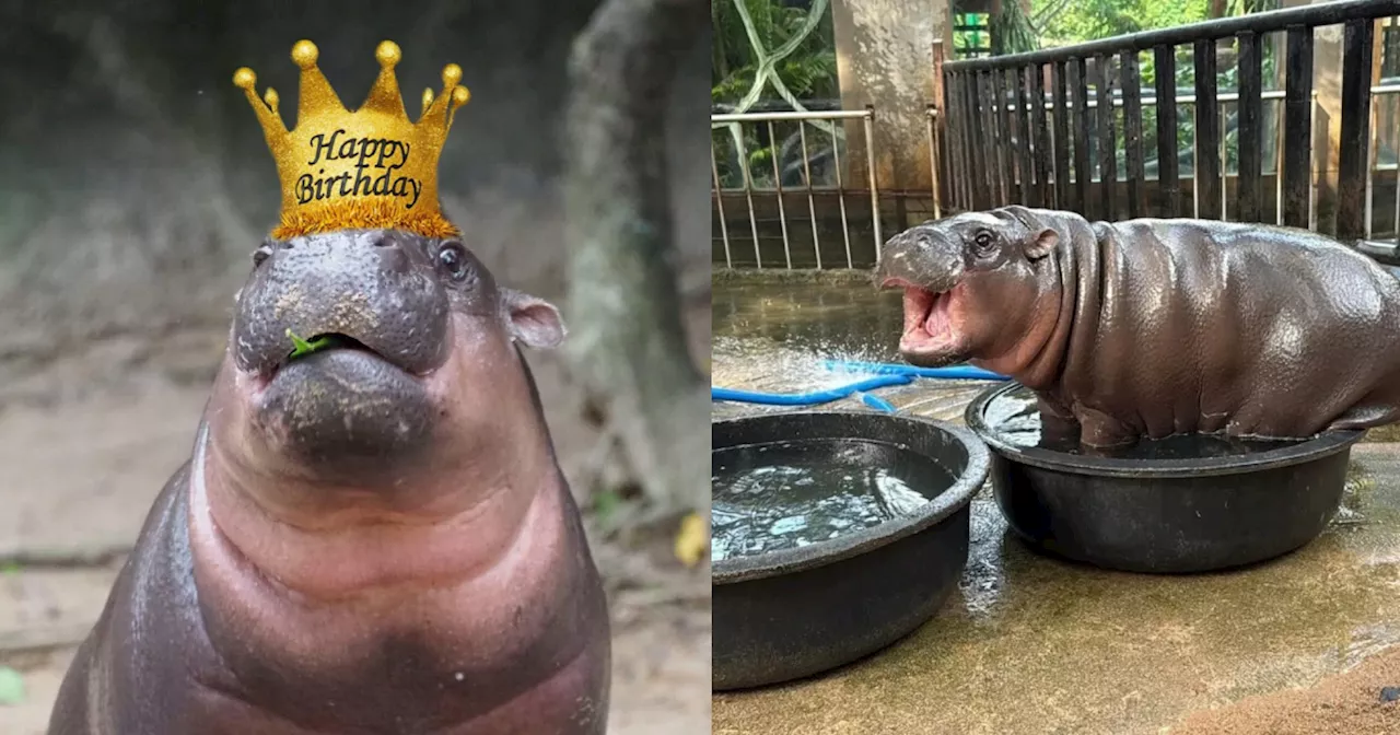 Moo Deng's First Birthday Bash: Four-Day Extravaganza at Khao Kheow Open Zoo