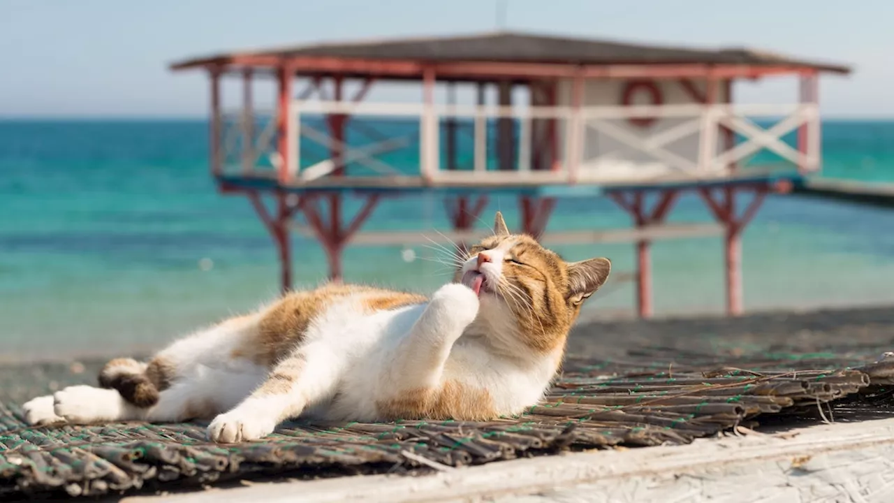  Weshalb die Katze am Meer nicht schlecht aufgehoben ist