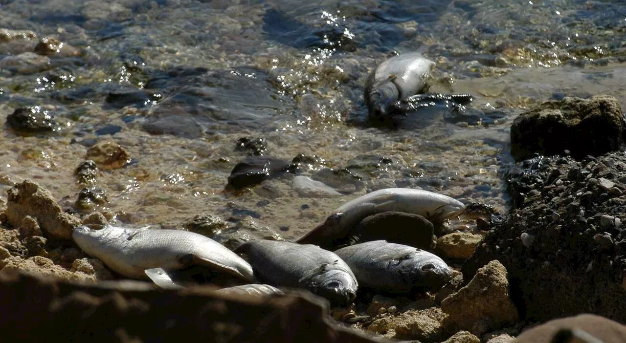 Caldo, moria di pesci a Grosseto alla foce del canale Solmine: allertata l'Asl