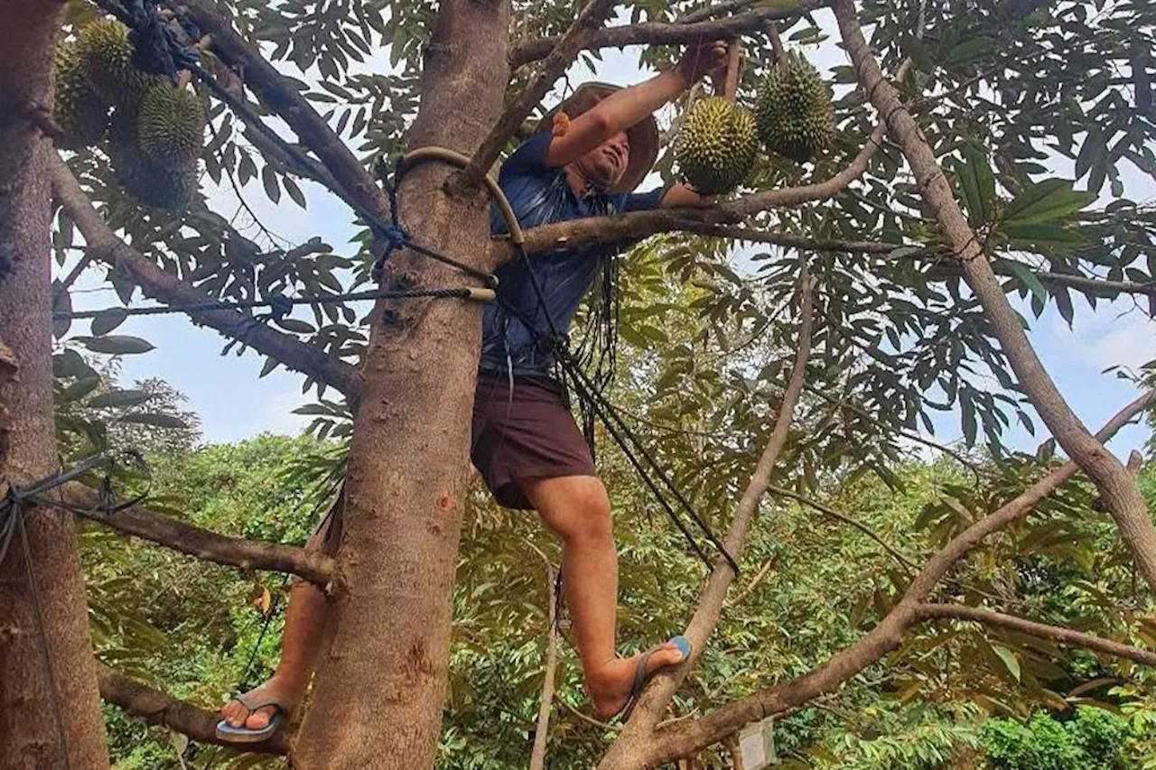 King of fruits: China welcomes Cambodian durian exports