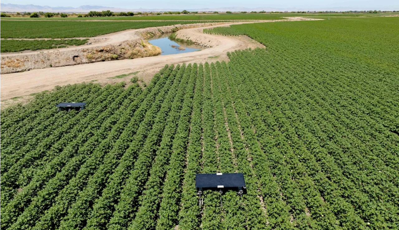 Sun-fuelled AI robots pull weeds in California farms as labour shortages, herbicide resistance grow