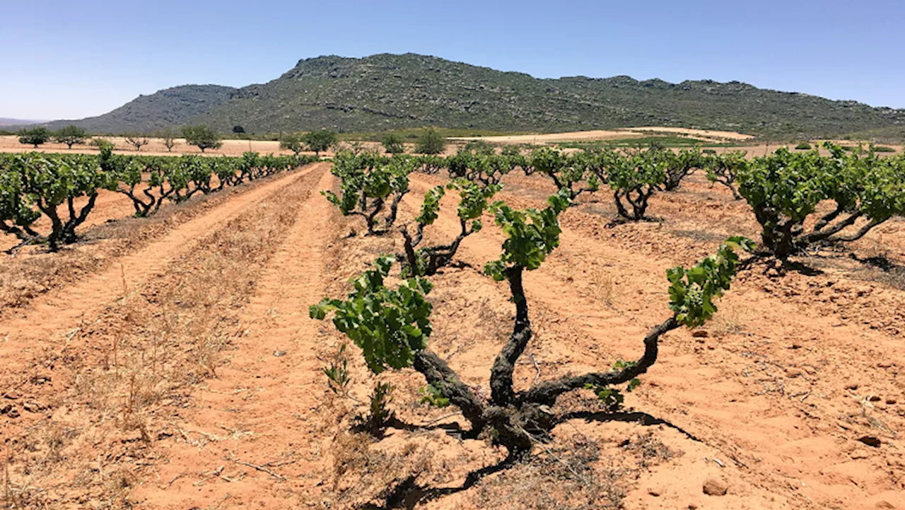 Agro-processing identified as a key driver for creating jobs - SABC News - Breaking news, special reports, world, business, sport coverage of all South African current events. Africa's news leader.