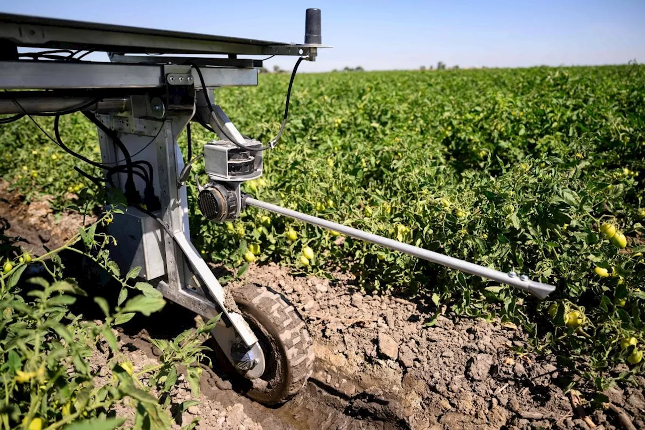 AI robots fill in for weed killers and farm hands