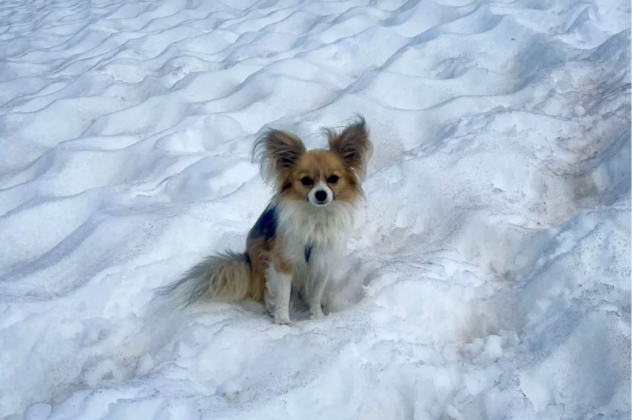 'Hero' chihuahua helps rescuers find owner after Swiss glacier fall